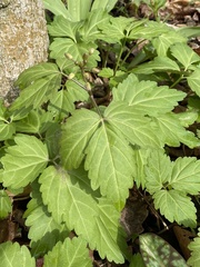 Cardamine diphylla