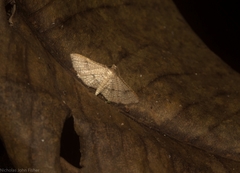 Addaea subtessellata