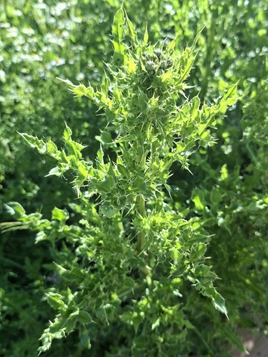 creeping thistle