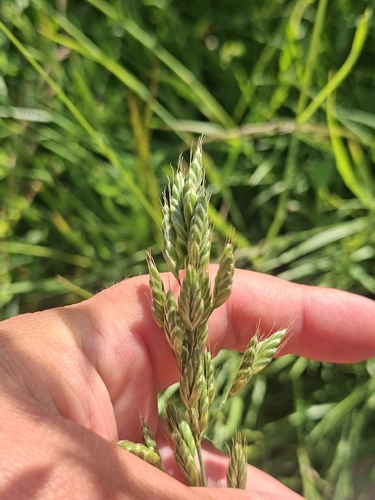common soft brome