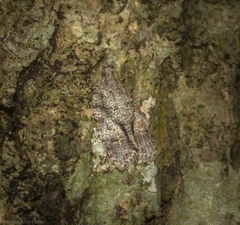 Polylopha epidesma