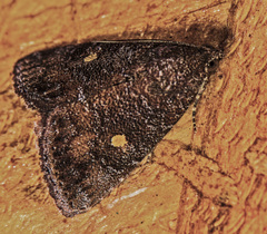 Idia diminuendis