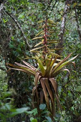 Tillandsia fendleri