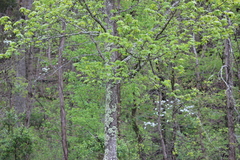 Liquidambar styraciflua