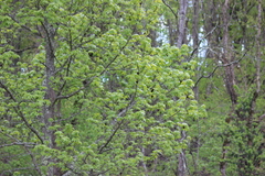 Liquidambar styraciflua