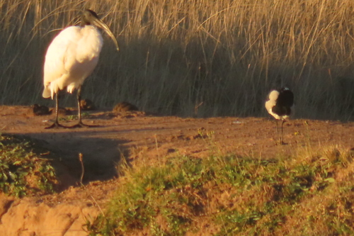 African Sacred Ibis