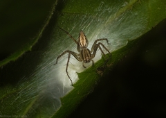 Oxyopes elegans