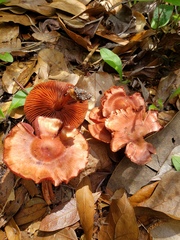 Cortinarius marylandensis