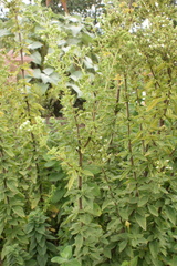 Origanum majorana