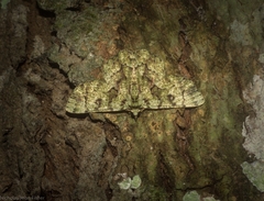Aeolochroma hypochromaria