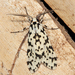 Eucereon tigrata - Photo (c) Tom Murray,  זכויות יוצרים חלקיות (CC BY-NC)