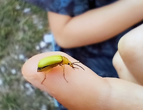 Sulphur Beetle