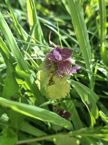 red deadnettle
