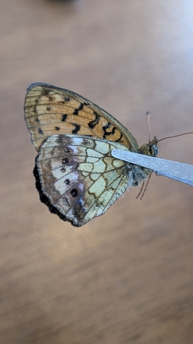 Lesser Marbled Fritillary