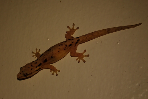 Lepidodactylus lugubris observed 2026-06-14