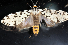 Eucereon tigrata
