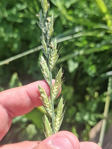 Italian Ryegrass