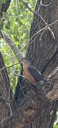 Cooper's Hawk