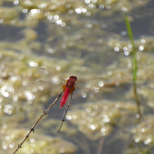 Broad Scarlet