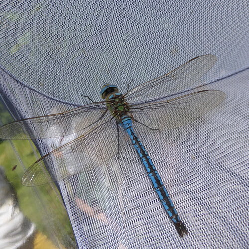 Blue Emperor