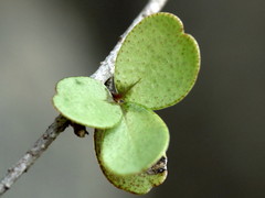 Myrsine argentea