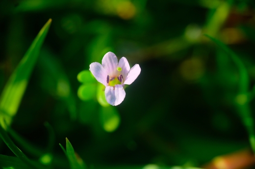 Bacopa monnieri iNat (2)