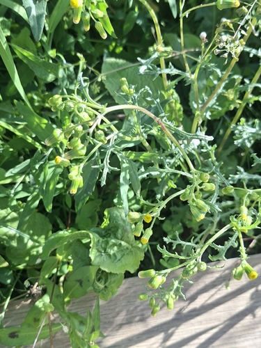common groundsel