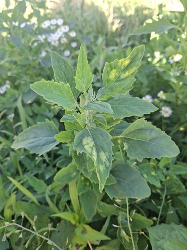 Common Lambsquarters