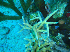 Acropora cervicornis