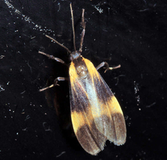Lycomorphodes flavipars