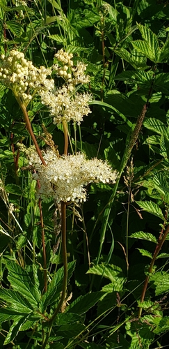 Meadowsweet