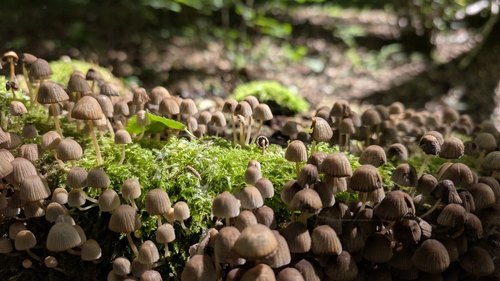 Trooping Crumble Cap