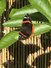 Vanessa atalanta