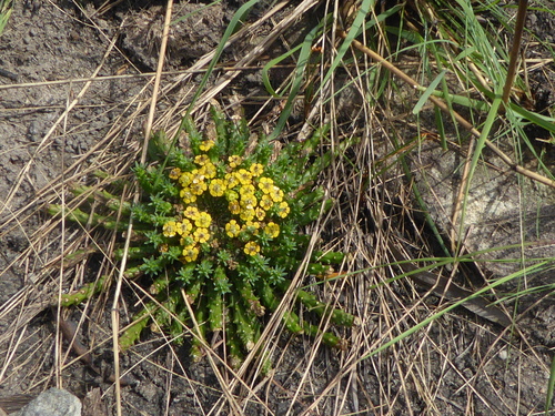 Euphorbia flanaganii
