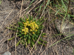 Euphorbia flanaganii
