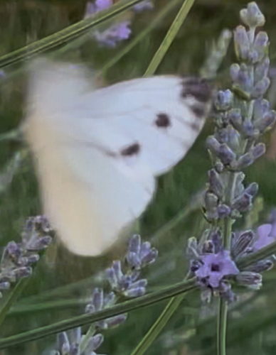 Green-veined White