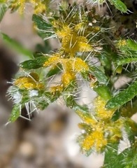 Cryptantha maritima maritima