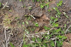Sus scrofa domesticus