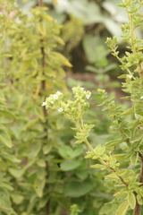 Origanum majorana