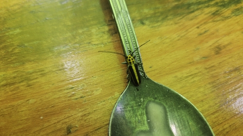 Woodbine Borer