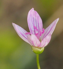 Claytonia virginica