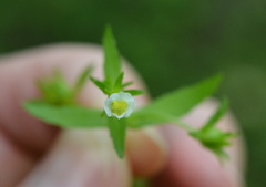 Gratiola neglecta
