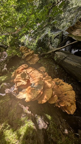 chicken of the woods