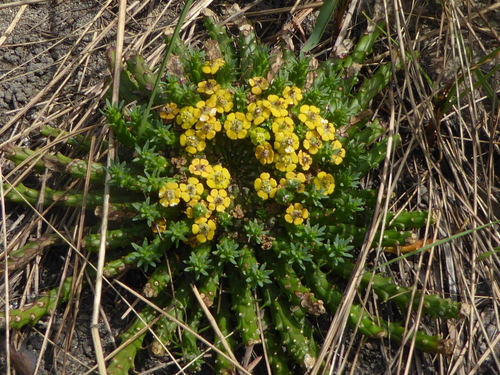 Euphorbia flanaganii, photograph 1