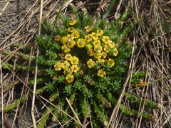 Euphorbia flanaganii, photograph (c) Hlengiwe Mtshali, some rights reserved (CC BY-SA)