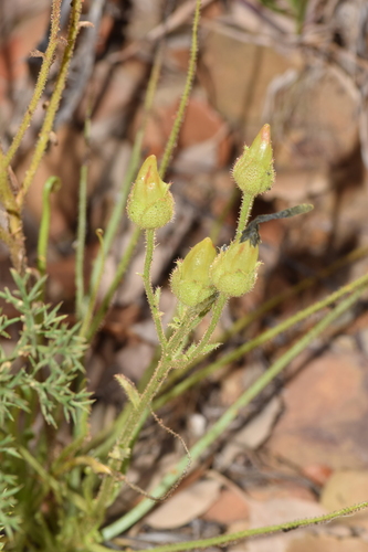 Drosophyllum lusitanicum