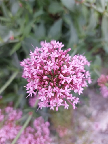 Red Valerian
