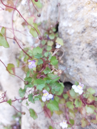 Ivy-leaved toadflax