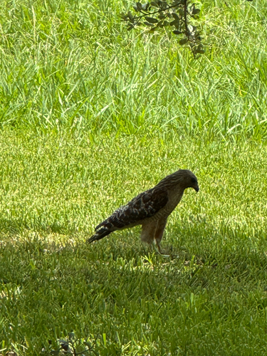Red-shouldered Hawk