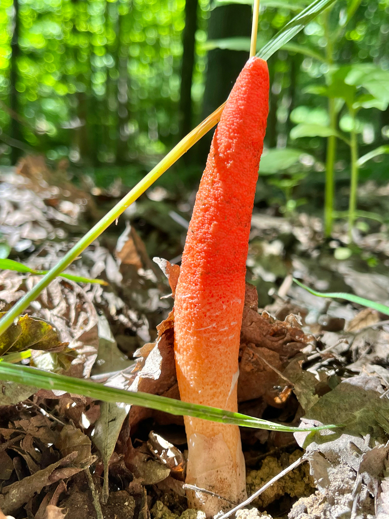 devil's dipstick · June 2026 · photo: Photo: (c) Joey M, some rights reserved (CC BY) · iNaturalist